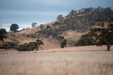 Avustralya 'da ineklerin uzun otlakları yediği yerel otlaklar