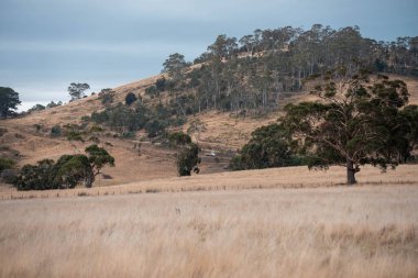 Avustralya 'daki güzel sığırlar ot yer, otlakta otlarlar. Bir tarım çiftliğinde büyüyen inek sürüsü yenileniyor. Sürdürülebilir tarım 