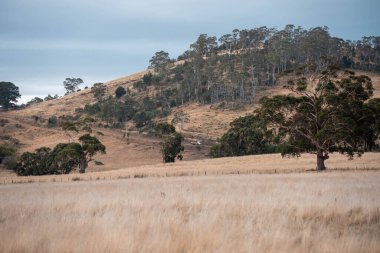 Avustralya 'da ineklerin uzun otlakları yediği yerel otlaklar