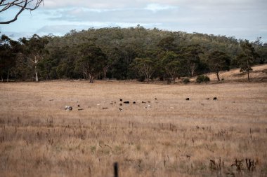 Avustralya 'daki güzel sığırlar ot yer, otlakta otlarlar. Bir tarım çiftliğinde büyüyen inek sürüsü yenileniyor. Sürdürülebilir tarım 