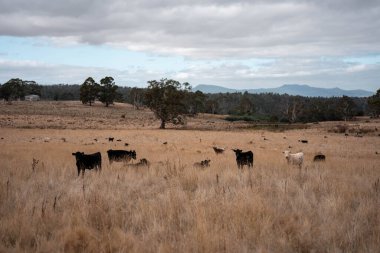 Avustralya 'daki güzel sığırlar ot yer, otlakta otlarlar. Bir tarım çiftliğinde büyüyen inek sürüsü yenileniyor. Sürdürülebilir tarım 
