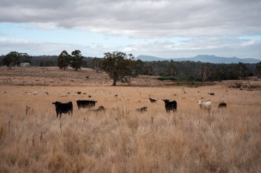 Avustralya 'da ineklerin uzun otlakları yediği yerel otlaklar