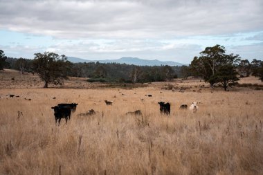 Avustralya 'daki güzel sığırlar ot yer, otlakta otlarlar. Bir tarım çiftliğinde büyüyen inek sürüsü yenileniyor. Sürdürülebilir tarım 
