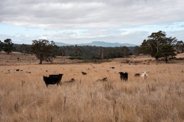 Avustralya 'da ineklerin uzun otlakları yediği yerel otlaklar