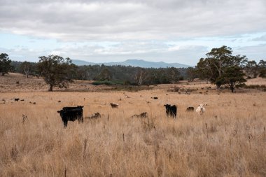 Avustralya 'daki güzel sığırlar ot yer, otlakta otlarlar. Bir tarım çiftliğinde büyüyen inek sürüsü yenileniyor. Sürdürülebilir tarım 