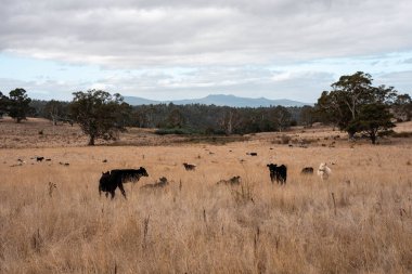 Avustralya 'daki güzel sığırlar ot yer, otlakta otlarlar. Bir tarım çiftliğinde büyüyen inek sürüsü yenileniyor. Sürdürülebilir tarım 