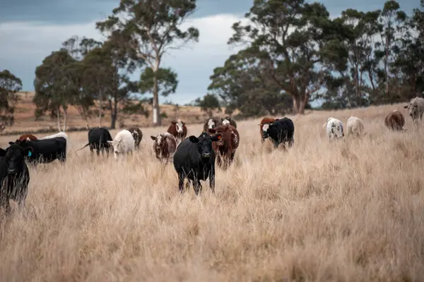 Avustralya 'da ineklerin uzun otlakları yediği yerel otlaklar