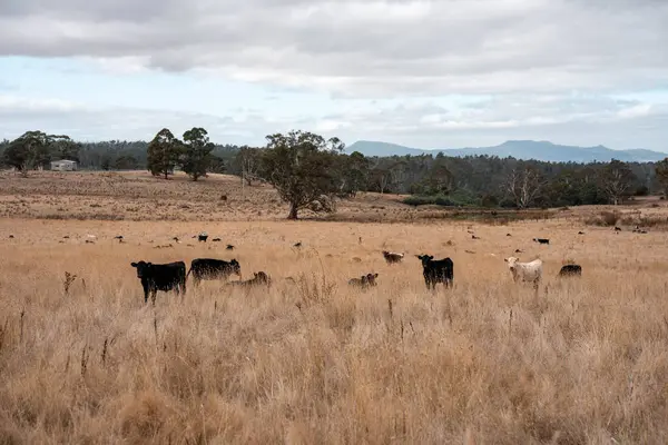 Avustralya 'da ineklerin uzun otlakları yediği yerel otlaklar