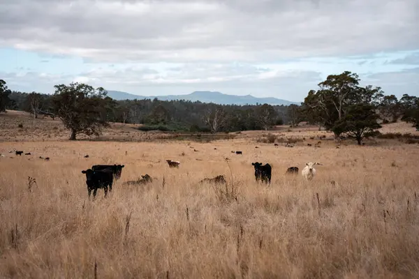 Avustralya 'daki güzel sığırlar ot yer, otlakta otlarlar. Bir tarım çiftliğinde büyüyen inek sürüsü yenileniyor. Sürdürülebilir tarım 