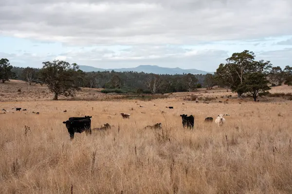 Avustralya 'daki güzel sığırlar ot yer, otlakta otlarlar. Bir tarım çiftliğinde büyüyen inek sürüsü yenileniyor. Sürdürülebilir tarım 
