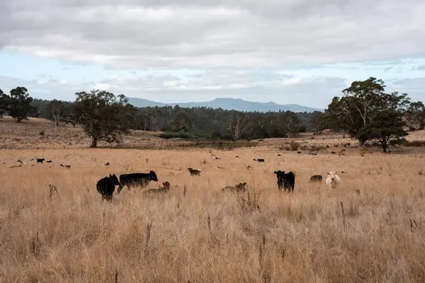Tazmanya Avustralya wagyu inekleri çayırda otluyor. İlkbaharda Tazmanya Avustralya 'da bir çayır otlağında ot yiyen siyah bir angus ineğinin yakınına.