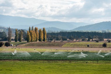 Nehirden gelen suyla tarla sulama alanında sebze yetiştiren bir çiftlik. Yazın Avustralya 'da bir çiftlikte fıskiyeler sulayıp yiyecek üretiyorlar.
