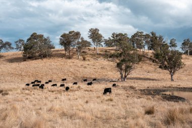 Çiftlikteki bir tarlada inek yetiştiriyorum. Yazın güzel bir kırsalda ot yiyorum.