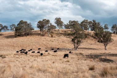 Avustralya 'daki güzel sığırlar ot yer, otlakta otlarlar. Bir tarım çiftliğinde büyüyen inek sürüsü yenileniyor. Sürdürülebilir tarım 