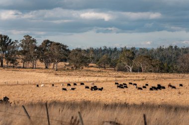 Çiftlikteki bir tarlada inek yetiştiriyorum. Yazın güzel bir kırsalda ot yiyorum.