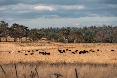 Avustralya 'da ineklerin uzun otlakları yediği yerel otlaklar