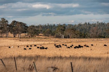 Avustralya 'daki güzel sığırlar ot yer, otlakta otlarlar. Bir tarım çiftliğinde büyüyen inek sürüsü yenileniyor. Sürdürülebilir tarım 