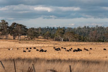 Avustralya 'da ineklerin uzun otlakları yediği yerel otlaklar