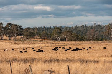 Avustralya 'da ineklerin uzun otlakları yediği yerel otlaklar