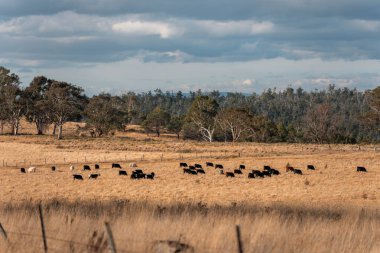 Avustralya 'daki güzel sığırlar ot yer, otlakta otlarlar. Bir tarım çiftliğinde büyüyen inek sürüsü yenileniyor. Sürdürülebilir tarım 