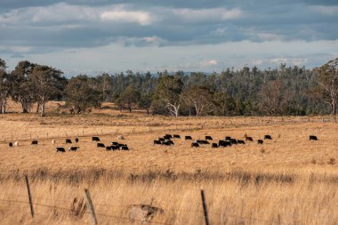 Avustralya 'daki güzel sığırlar ot yer, otlakta otlarlar. Bir tarım çiftliğinde büyüyen inek sürüsü yenileniyor. Sürdürülebilir tarım 