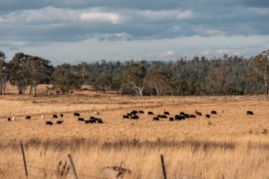 Avustralya 'da ineklerin uzun otlakları yediği yerel otlaklar