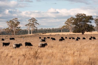 Avustralya 'da ineklerin uzun otlakları yediği yerel otlaklar