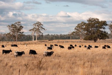 Avustralya 'da ineklerin uzun otlakları yediği yerel otlaklar