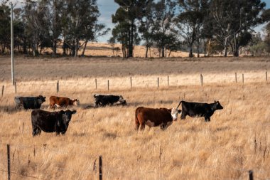 Avustralya 'da ineklerin uzun otlakları yediği yerel otlaklar