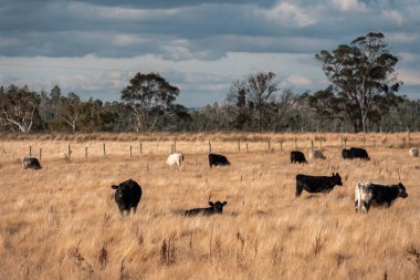 Avustralya 'daki güzel sığırlar ot yer, otlakta otlarlar. Bir tarım çiftliğinde büyüyen inek sürüsü yenileniyor. Sürdürülebilir tarım 