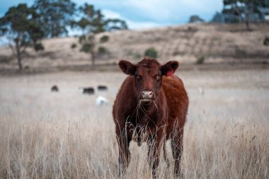 Avustralya 'da ineklerin uzun otlakları yediği yerel otlaklar