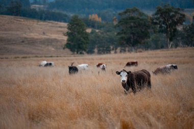 Avustralya 'da ineklerin uzun otlakları yediği yerel otlaklar