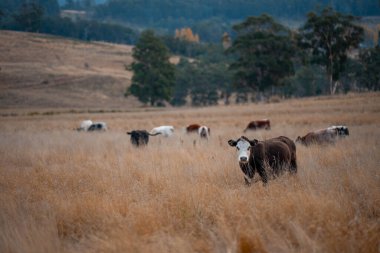 Çiftlikteki bir tarlada inek yetiştiriyorum. Yazın güzel bir kırsalda ot yiyorum.