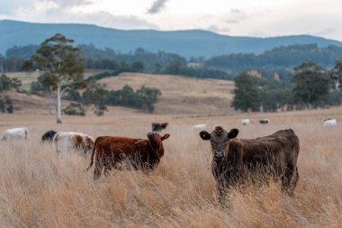 Avustralya 'da ineklerin uzun otlakları yediği yerel otlaklar