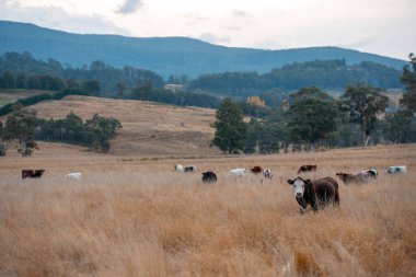 Çiftlikteki bir tarlada inek yetiştiriyorum. Yazın güzel bir kırsalda ot yiyorum.