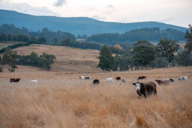 Avustralya 'daki güzel sığırlar ot yer, otlakta otlarlar. Bir tarım çiftliğinde büyüyen inek sürüsü yenileniyor. Sürdürülebilir tarım 