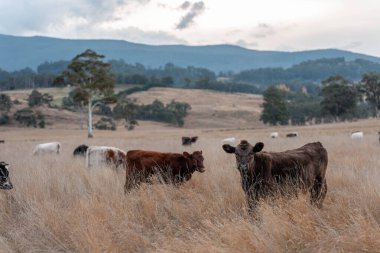 Avustralya 'daki güzel sığırlar ot yer, otlakta otlarlar. Bir tarım çiftliğinde büyüyen inek sürüsü yenileniyor. Sürdürülebilir tarım 