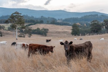 Avustralya 'da ineklerin uzun otlakları yediği yerel otlaklar