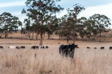 Avustralya 'da ineklerin uzun otlakları yediği yerel otlaklar