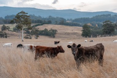 Avustralya 'daki güzel sığırlar ot yer, otlakta otlarlar. Bir tarım çiftliğinde büyüyen inek sürüsü yenileniyor. Sürdürülebilir tarım 
