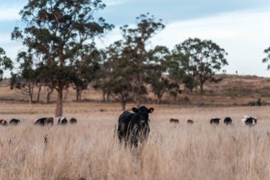 Avustralya 'daki güzel sığırlar ot yer, otlakta otlarlar. Bir tarım çiftliğinde büyüyen inek sürüsü yenileniyor. Sürdürülebilir tarım 