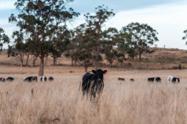 Avustralya 'da ineklerin uzun otlakları yediği yerel otlaklar