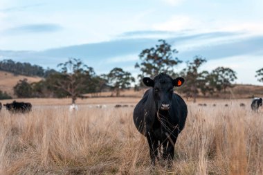 Avustralya 'da ineklerin uzun otlakları yediği yerel otlaklar