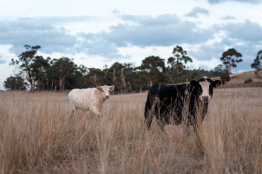 Avustralya 'daki güzel sığırlar ot yer, otlakta otlarlar. Bir tarım çiftliğinde büyüyen inek sürüsü yenileniyor. Sürdürülebilir tarım 