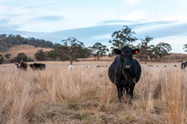 Avustralya 'daki güzel sığırlar ot yer, otlakta otlarlar. Bir tarım çiftliğinde büyüyen inek sürüsü yenileniyor. Sürdürülebilir tarım 