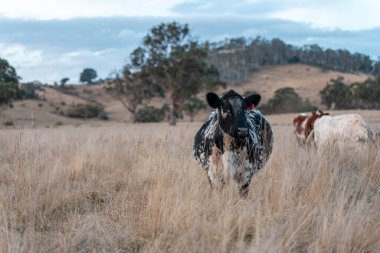 Avustralya 'da ineklerin uzun otlakları yediği yerel otlaklar
