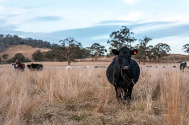 Avustralya 'da ineklerin uzun otlakları yediği yerel otlaklar