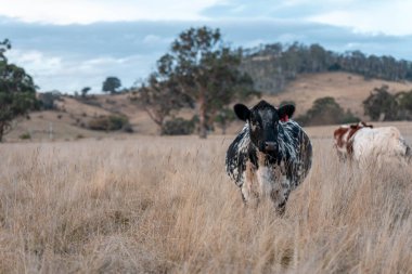 Avustralya 'daki güzel sığırlar ot yer, otlakta otlarlar. Bir tarım çiftliğinde büyüyen inek sürüsü yenileniyor. Sürdürülebilir tarım 