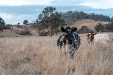 Çiftlikteki bir tarlada inek yetiştiriyorum. Yazın güzel bir kırsalda ot yiyorum.