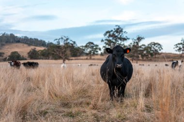 Çiftlikteki bir tarlada inek yetiştiriyorum. Yazın güzel bir kırsalda ot yiyorum.